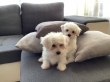 Cute Maltese puppies ready